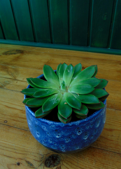 ECHEVERIA