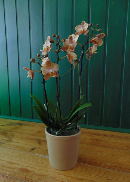 PHALAENOPSIS
